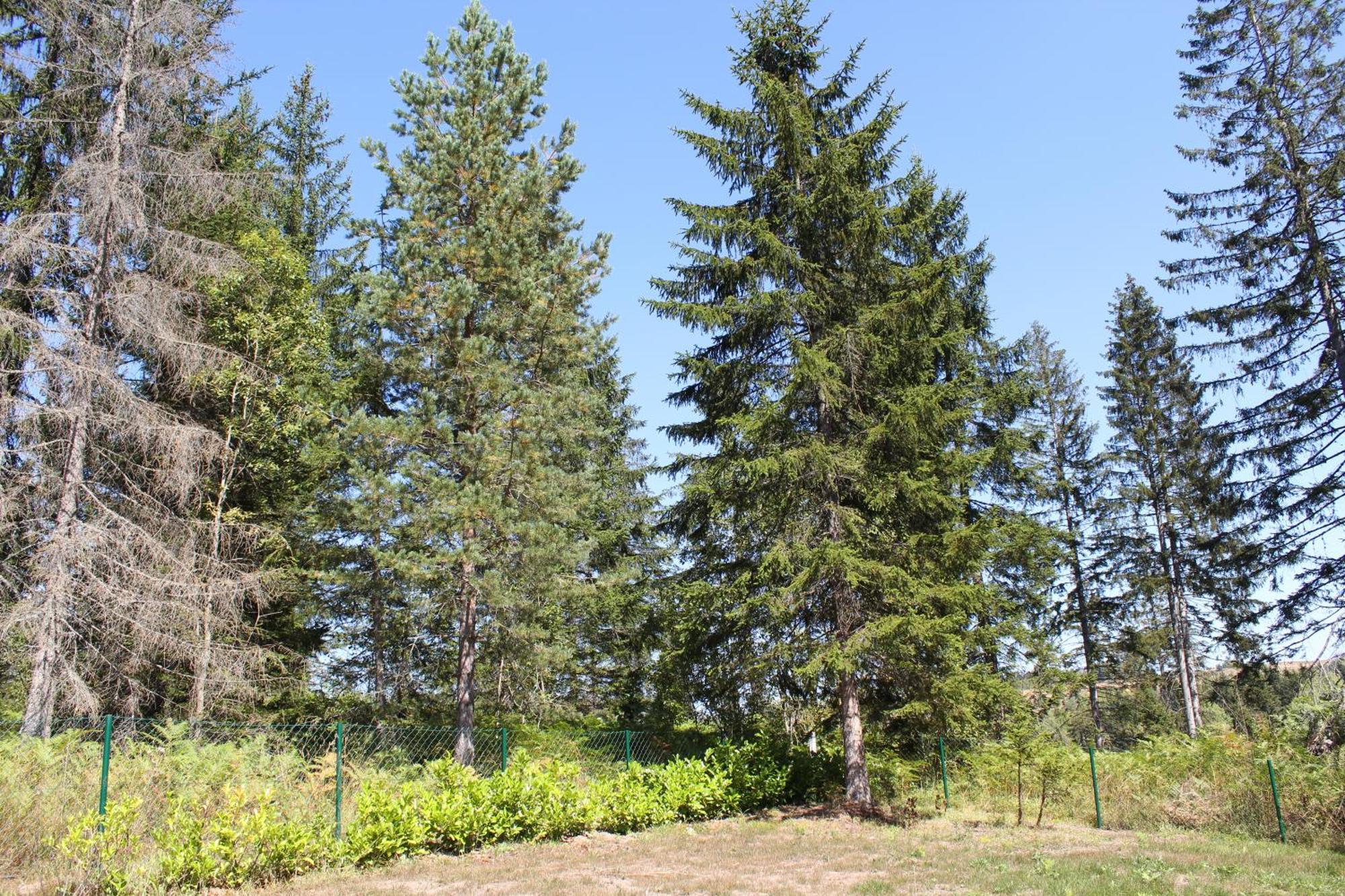 Chechar Zlatar Нова-Варош